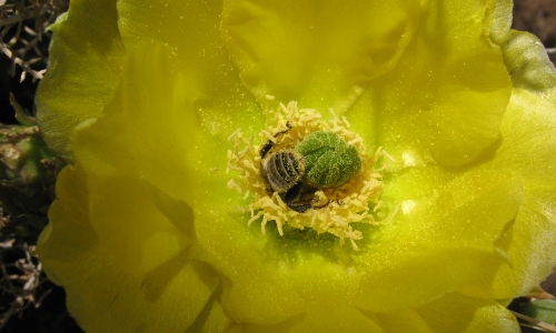 „Повече от мед” – документалният филм за пчелите и заплахата пред тяхното съществуване днес със специално събитие на София Филм Фест